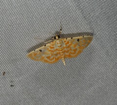Notarcha