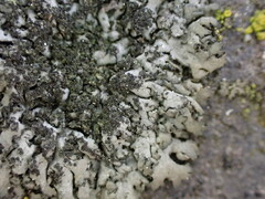 Phaeophyscia