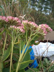 Hylotelephium maximum × spectabile