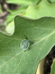Chlorochroa