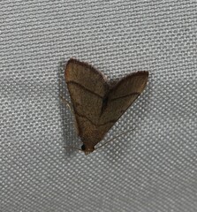 Hypsopygia