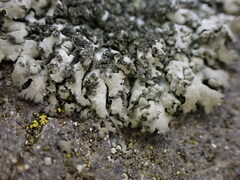 Phaeophyscia