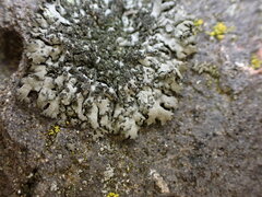 Phaeophyscia