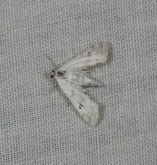 Parapoynx affinialis
