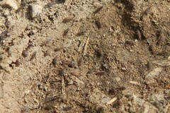 Willowsia nigromaculata