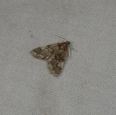 Parapoynx tenebralis