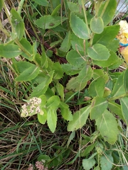 Hylotelephium maximum × spectabile