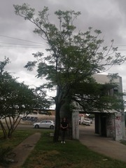 Vachellia pennatula