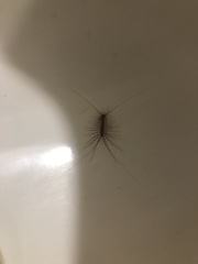 Scutigera coleoptrata