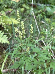 Ambrosia artemisiifolia