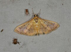 Patania balteata