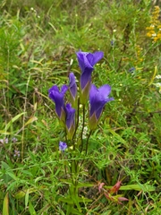 Gentianopsis crinita