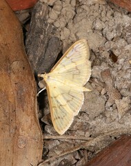 Pleuroptya symphonodes