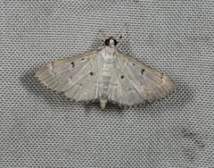 Protonoceras argocephala
