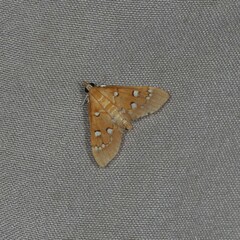 Protonoceras leucocosma