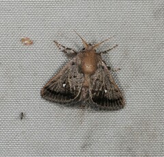 Pygmaeomorpha modesta