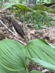 Cypripedium parviflorum