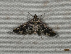 Rhimphalea lindusalis