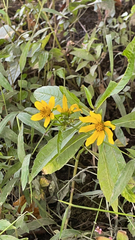 Bidens laevis
