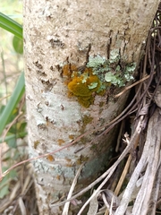 Trentepohlia aurea