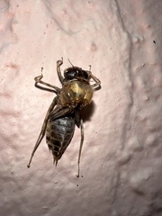 Brachymesia