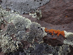 Dimelaena
