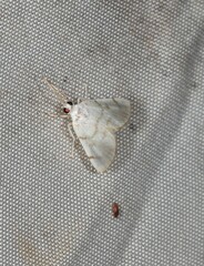 Sericophylla nivalis