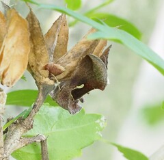 Anagrapha falcifera