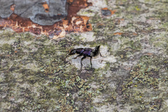 Platydracus violaceus