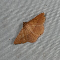 Striglina
