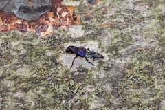 Platydracus violaceus