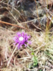 Pseudopegolettia tenella