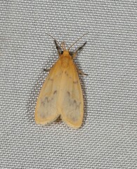 Symmetrodes sciocosma