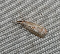 Syntonarcha iriastis