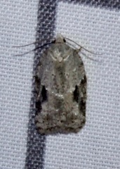 Acleris