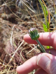 Pseudopegolettia tenella