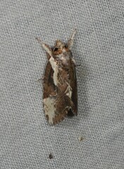 Timorodes blepharias