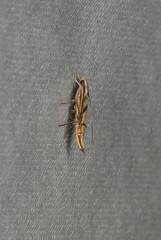 Trachydora chrysodoxa