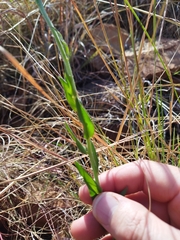 Pseudopegolettia tenella