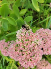 Bombus impatiens