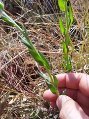 Pseudopegolettia tenella