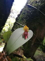 Pleurothallis adonis