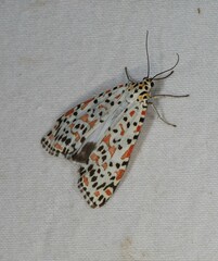 Utetheisa lotrix