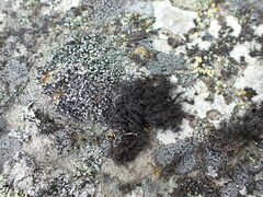 Pseudephebe pubescens