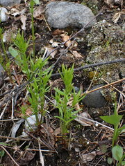 Galium boreale