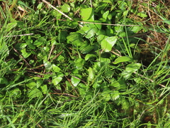 Ranunculus flammula