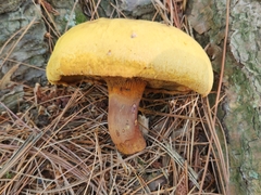 Buchwaldoboletus