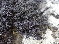 Pseudephebe pubescens