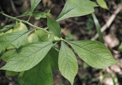 Hybanthus concolor