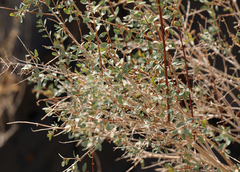 Symphoricarpos longiflorus